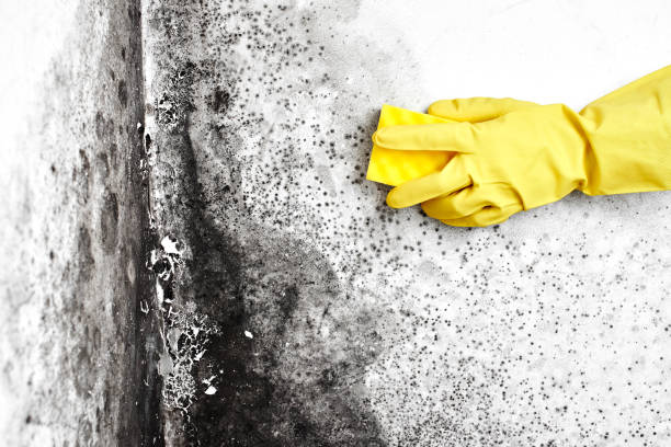 Certified Mold Removal in Random Lake, WI