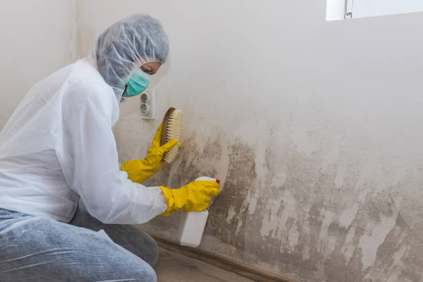 Professional Mold Removal in Random Lake, WI