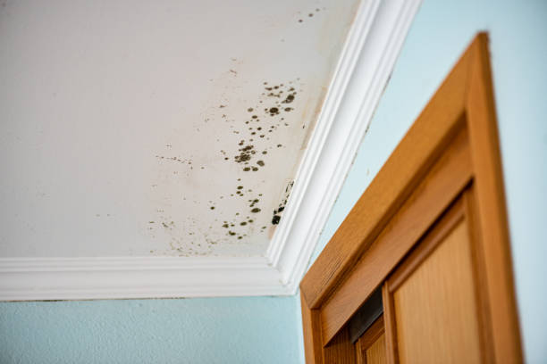 Best Mold Remediation  in Random Lake, WI