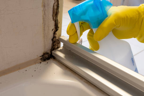 Best Black Mold Removal  in Random Lake, WI