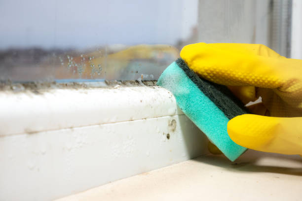 Best Black Mold Removal  in Random Lake, WI