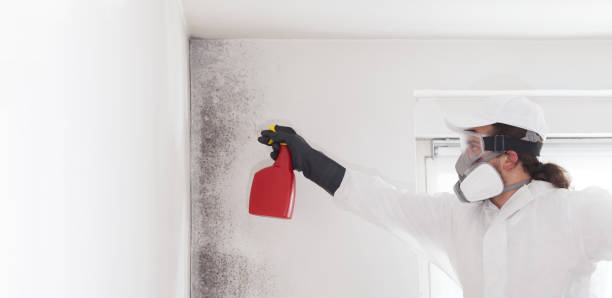 Best Mold Damage Repair  in Random Lake, WI